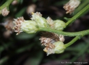 Baccharis pilularis