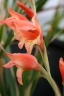 Gladiolus dalenii