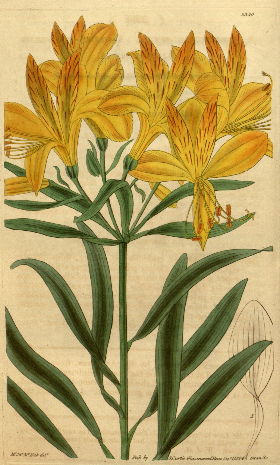 Alstroemeria aurea