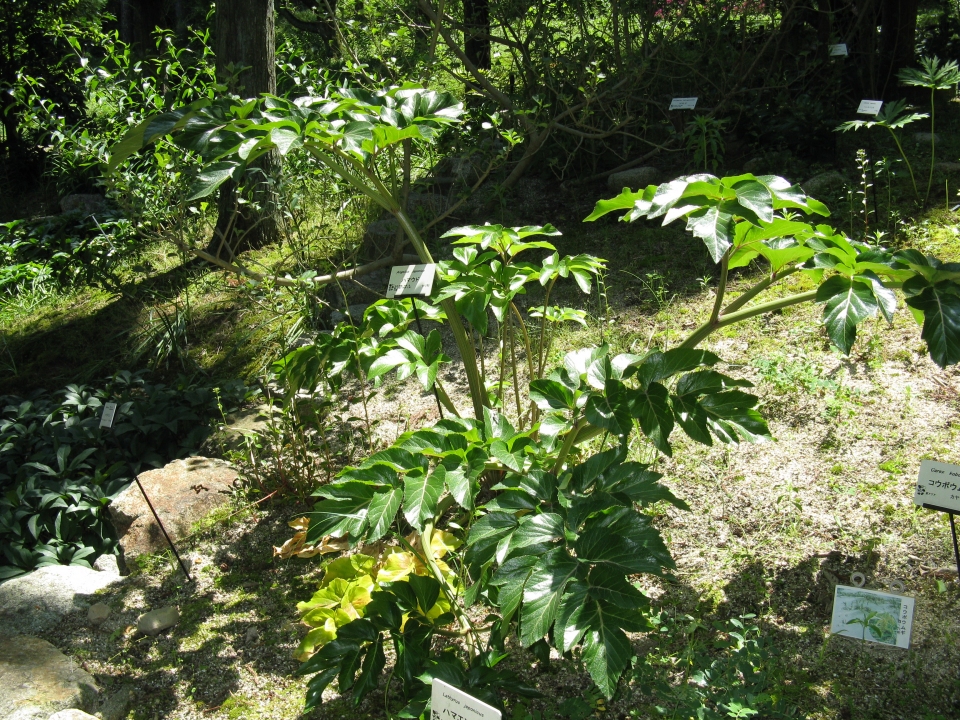 Angelica japonica