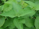 Agastache foeniculum