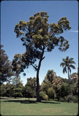 Angophora floribunda