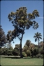 Angophora floribunda