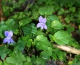 Viola riviniana