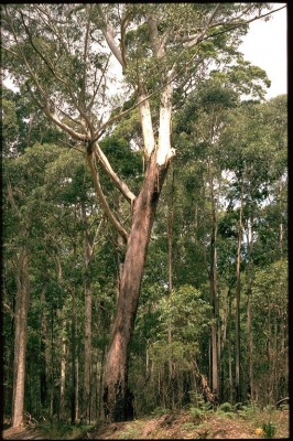 Eucalyptus pilularis