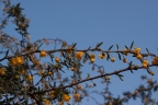 Berberis x stenophylla