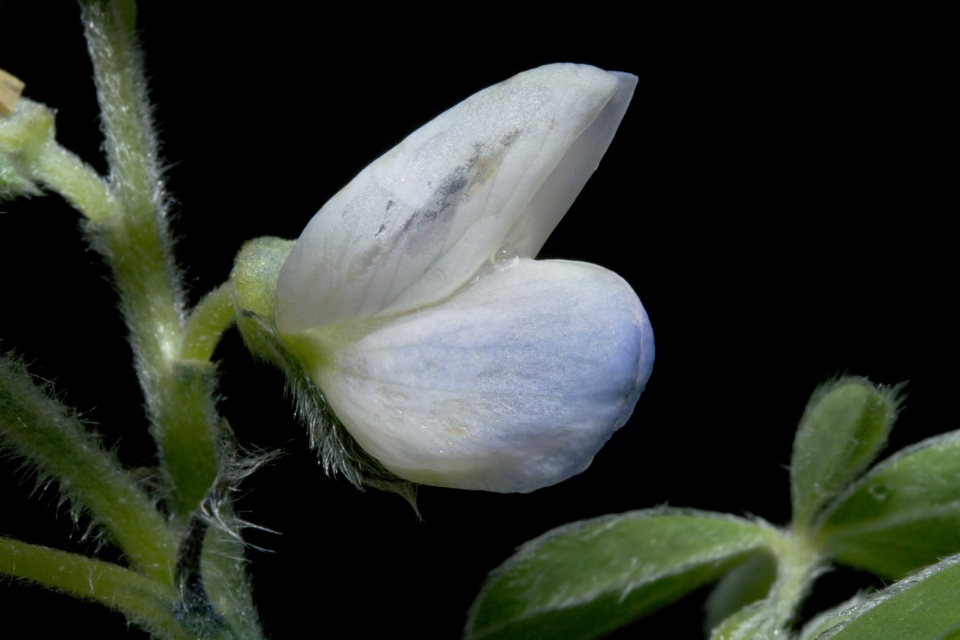 Lupinus albus