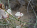 Astragalus ceramicus