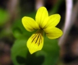 Viola biflora