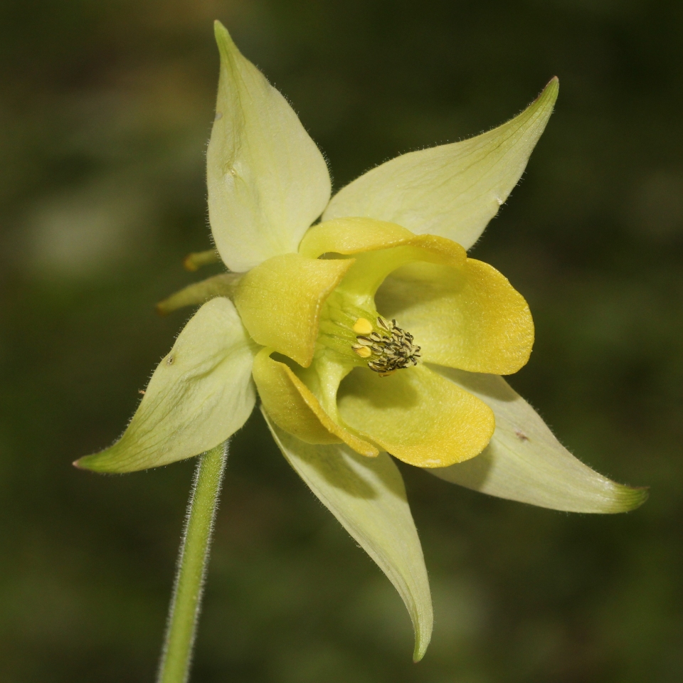 Aquilegia buergeriana