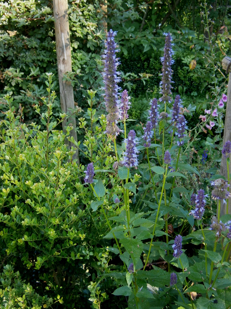 Agastache foeniculum