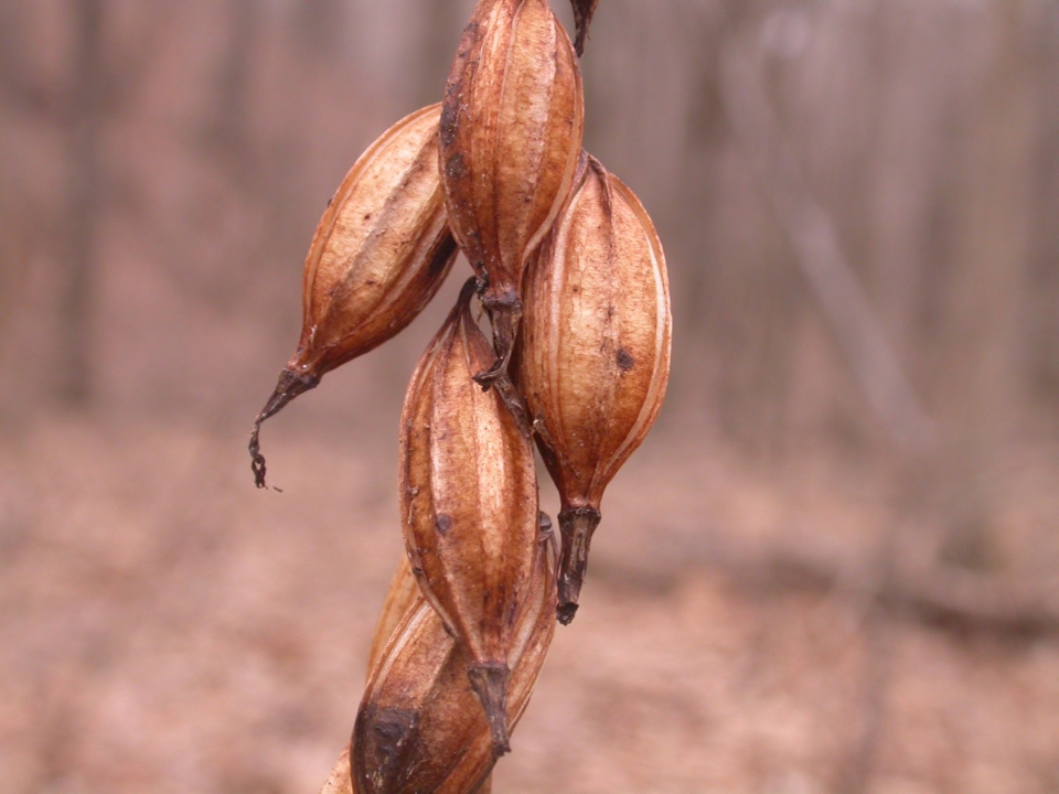 Aplectrum hyemale