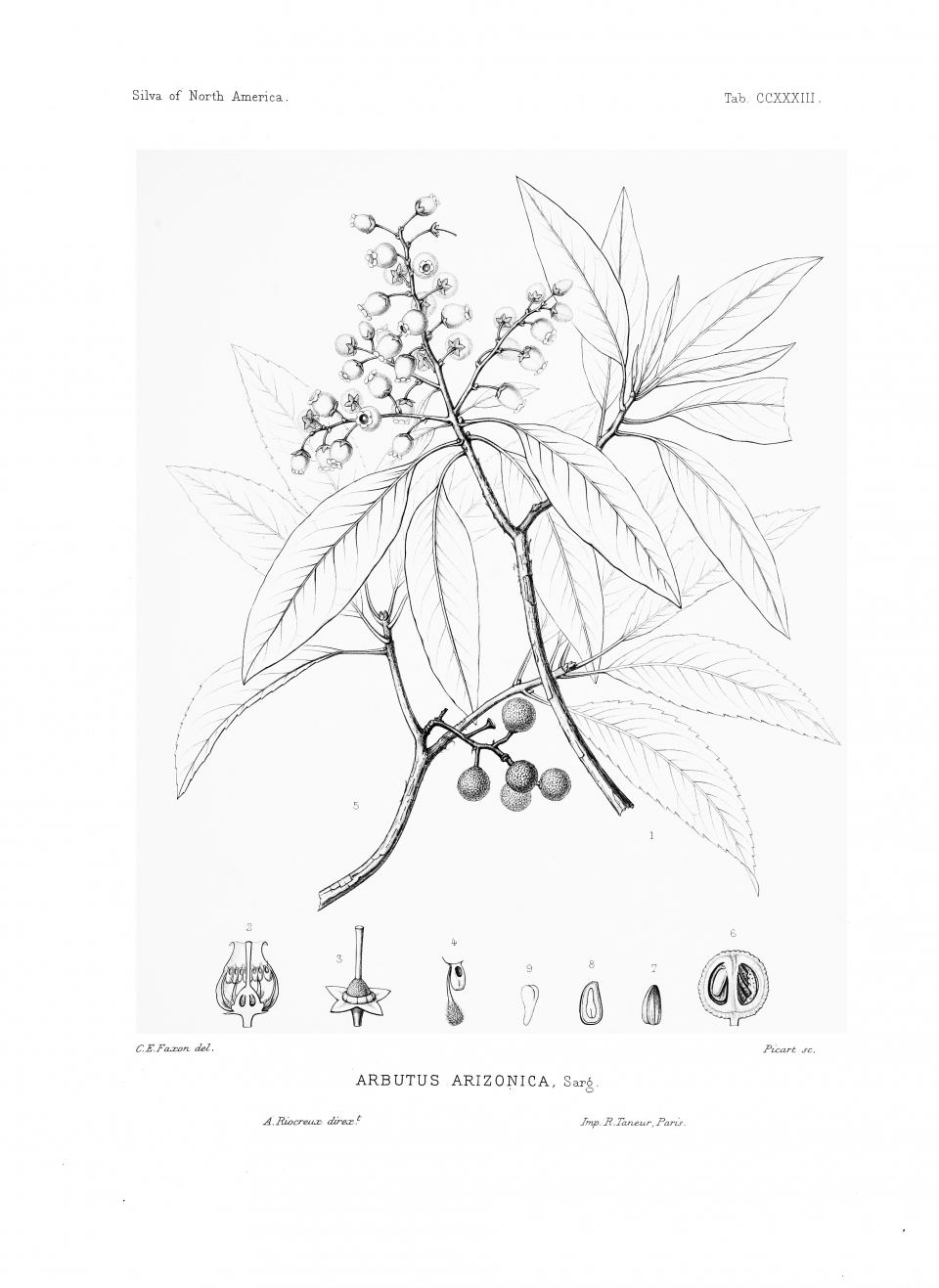 Arbutus arizonica