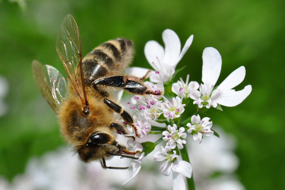 Coriandrum sativum