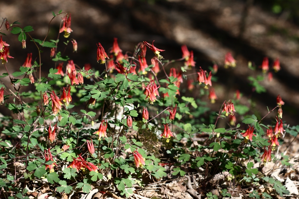 Aquilegia canadensis