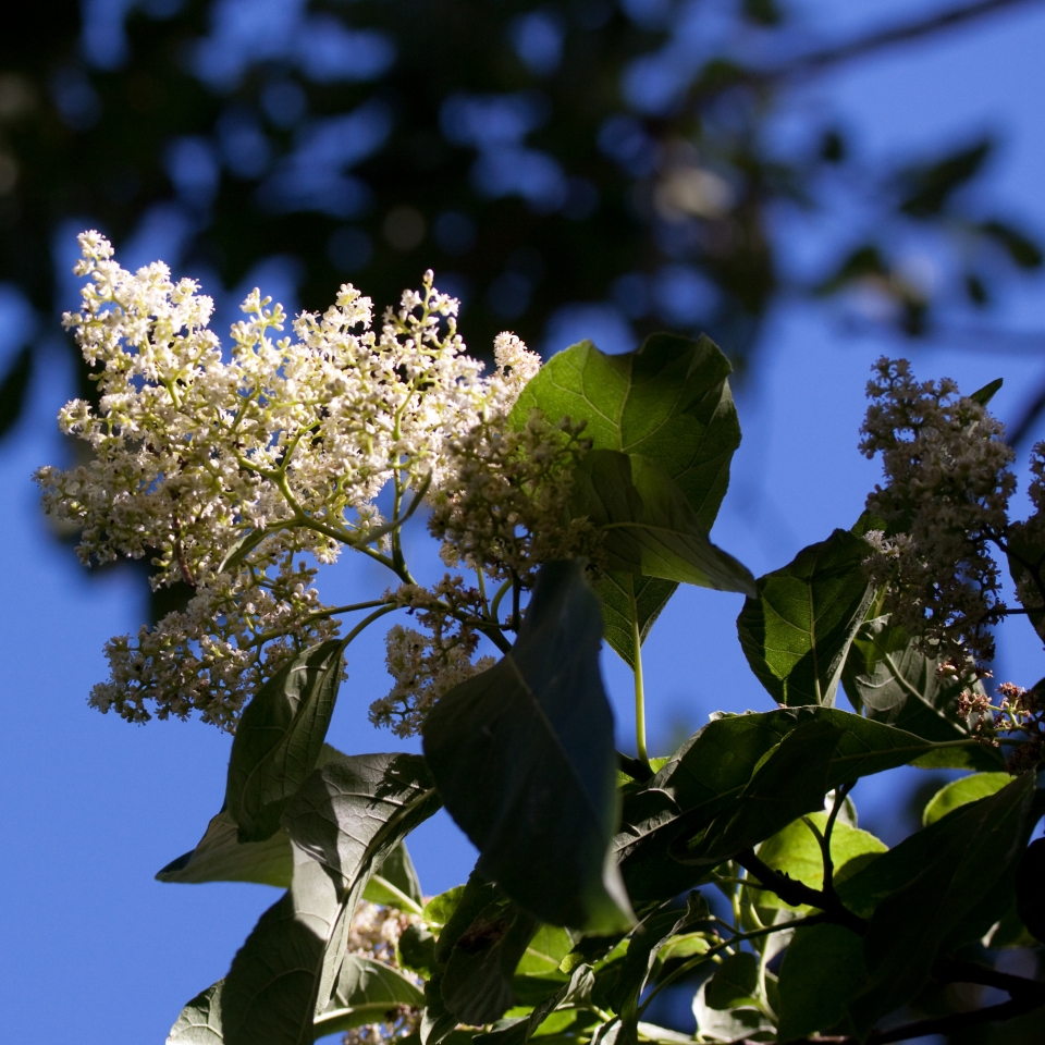 Ehretia acuminata