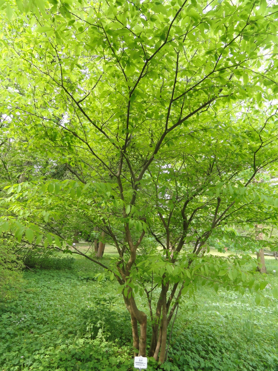 Acer carpinifolium