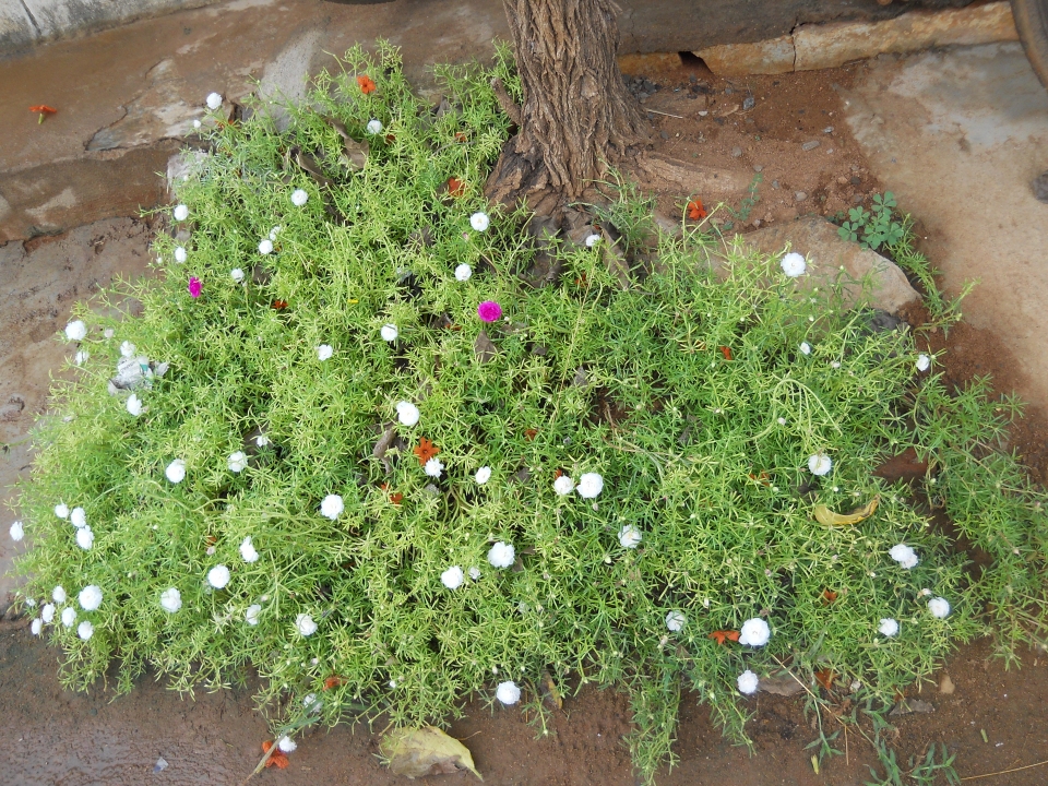 Portulaca grandiflora