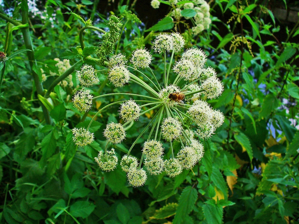 Angelica archangelica