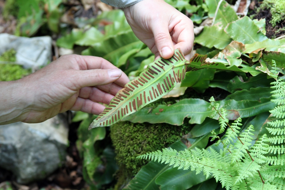 Asplenium scolopendrium