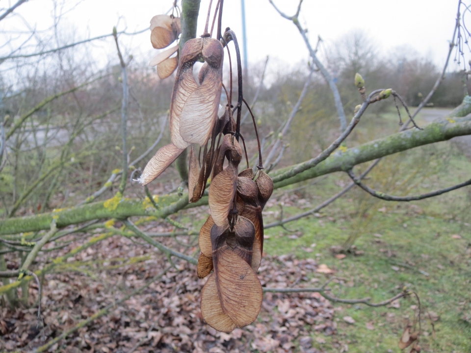 Acer pseudoplatanus