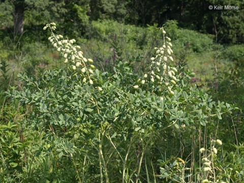 Baptisia lactea