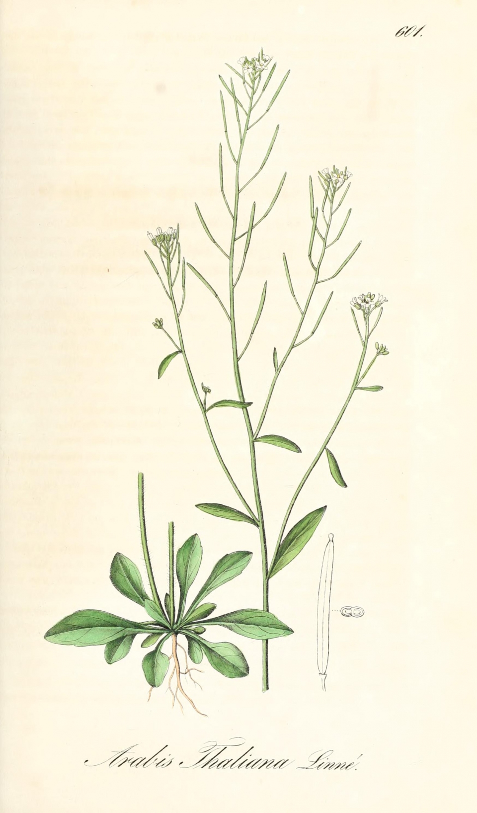 Arabidopsis thaliana