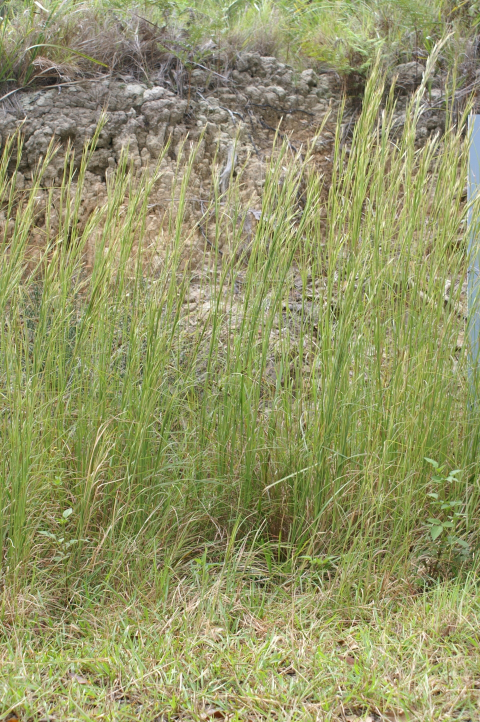 Andropogon virginicus