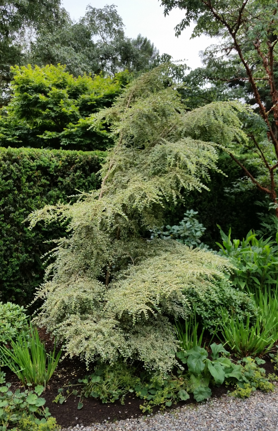 Azara microphylla