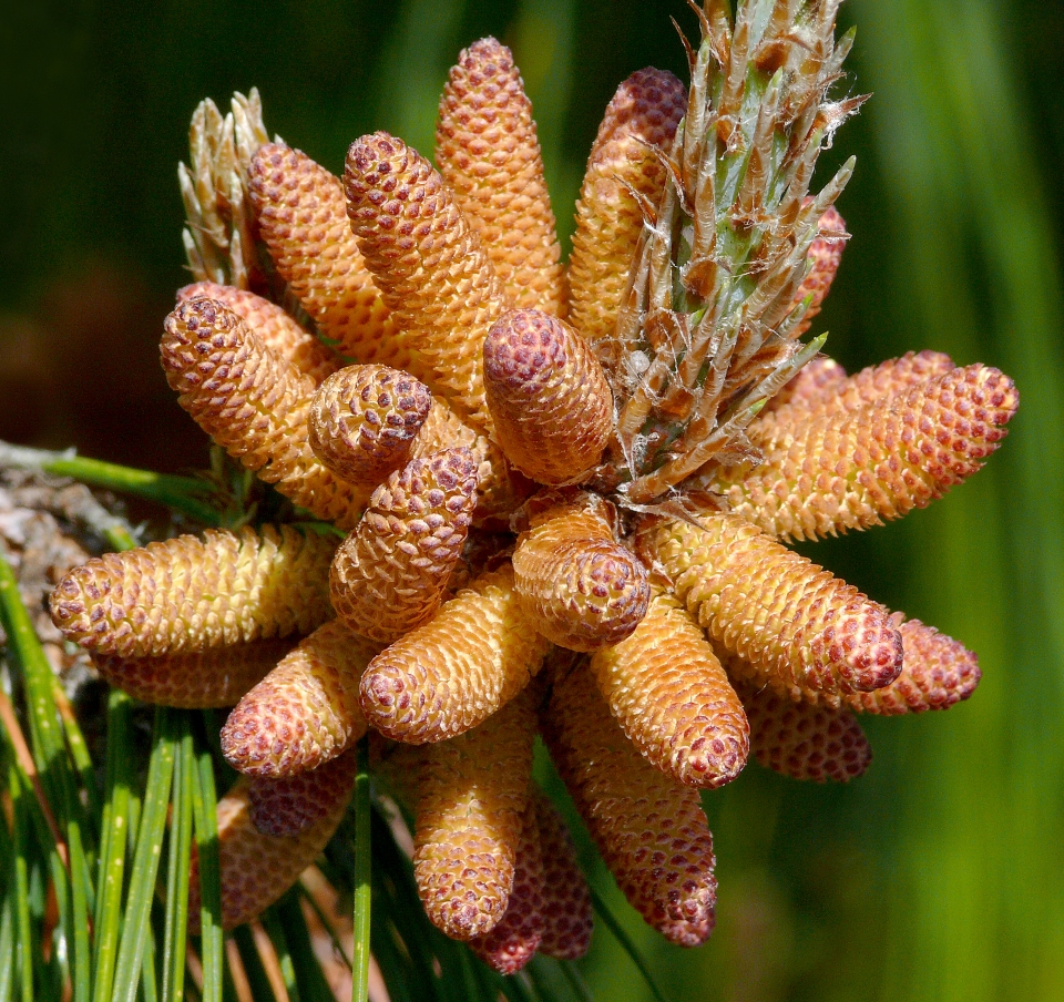 Pinus patula