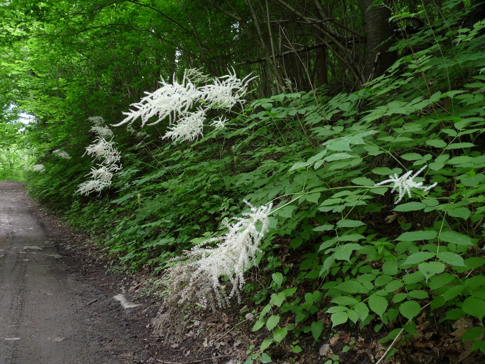 Aruncus dioicus