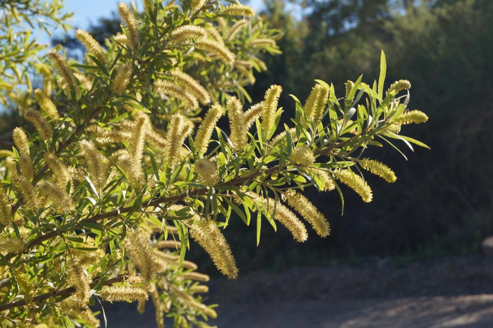 Salix humboldtiana