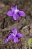 Viola betonicifolia