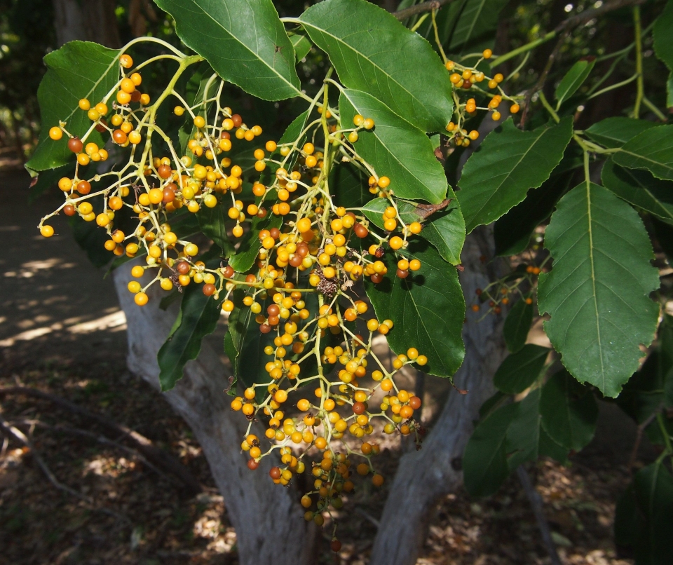 Ehretia acuminata