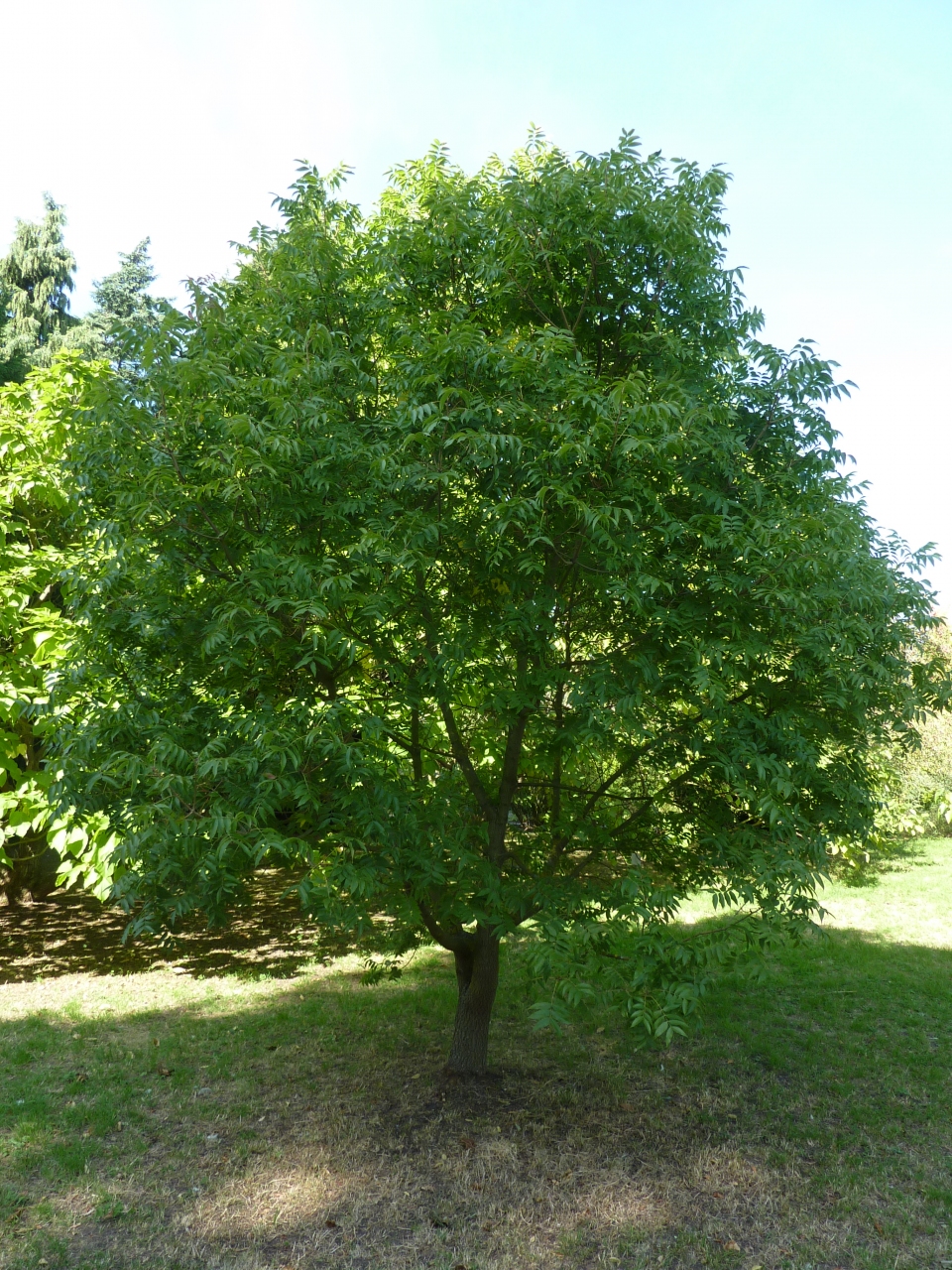 Pistacia chinensis