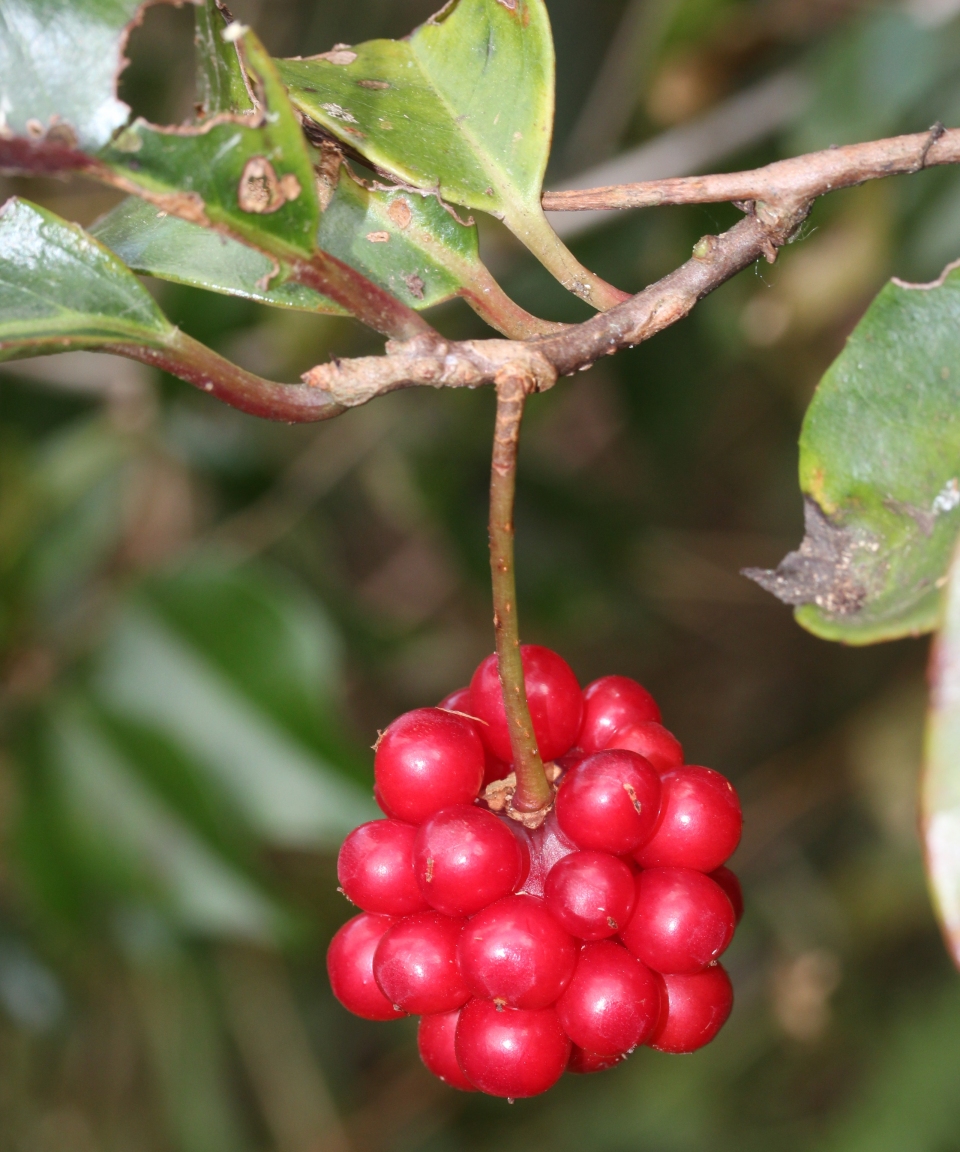 Kadsura japonica