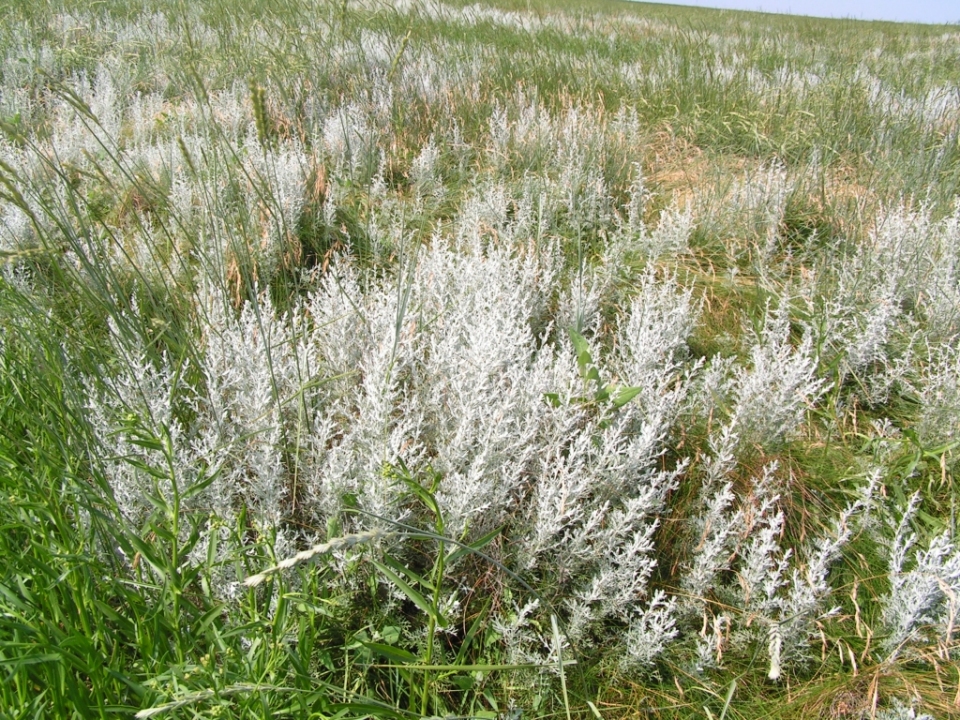 Artemisia maritima