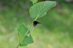 Aristolochia rotunda