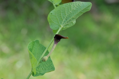Aristolochia rotunda