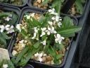 Viola japonica