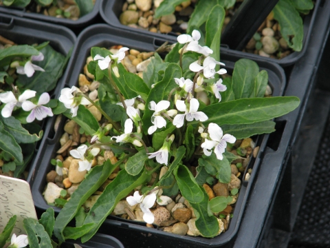 Viola japonica