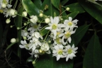 Drimys winteri