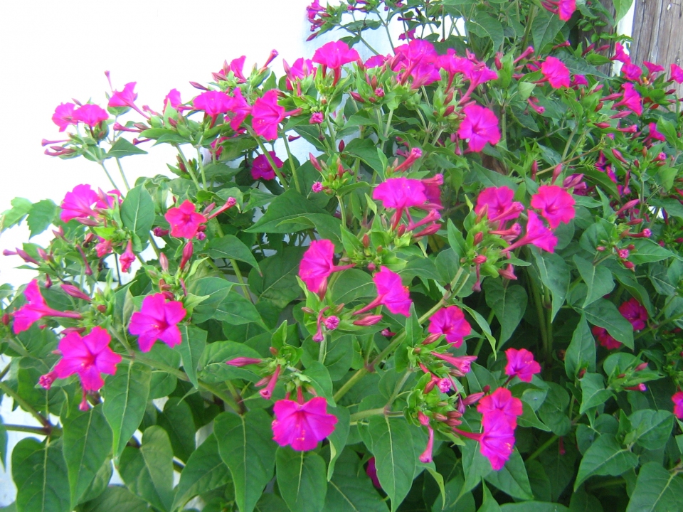 Mirabilis jalapa