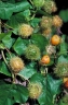 Passiflora foetida