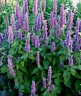 Agastache rugosa