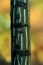 Acer pensylvanicum