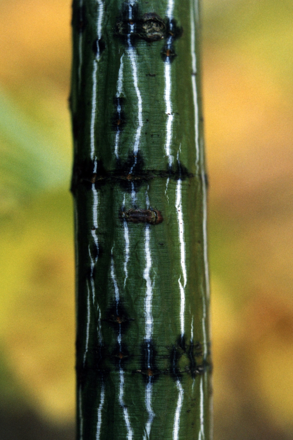 Acer pensylvanicum