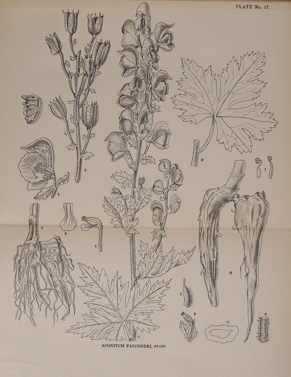 Aconitum lethale