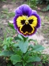 Viola × wittrockiana