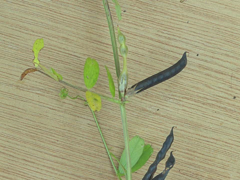 Vicia sativa